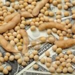 Empresas agroexportadoras aclararon el impacto del control de cambios sobre el sector dólar soja