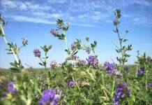 Nuevo libro de Alfalfa: INTA publicó la obra cumbre sobre la reina de las forrajeras alfalfa