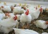 Habrá $2.200 millones para asistencia financiera a productores de pollos poductores de pollos