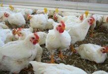 Habrá $2.200 millones para asistencia financiera a productores de pollos poductores de pollos