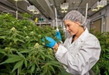 El Gobierno puso en marcha la Agencia Nacional de Cannabis CANNABIS