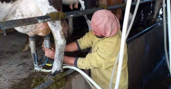 nota tambo impulso tambero