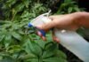 Insecticida casero para eliminar las cochinillas del jardín insecticidas caseros
