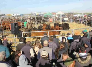 AgroActiva revalorizará su sector ganadero en la edición 2023 AGROACTIVA