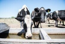 Agua, un recurso clave en períodos de estrés calórico agua