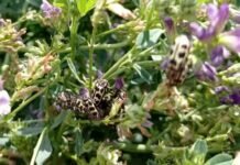 Alerta por 7 de Oro, el insecto que mata a los animales 7 de oro