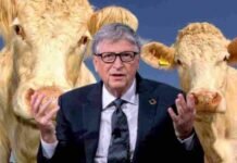 Apuesta millonaria de Bill Gates para revolucionar la ganadería Bill gates