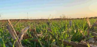 Calentando motores para los cultivos de servicios 2023 cultivos de servicios