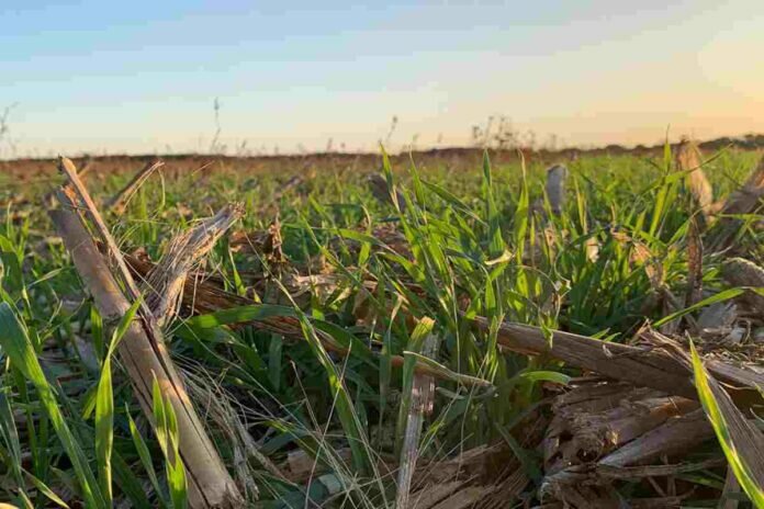 Cultivos de servicios cultivos de servicios