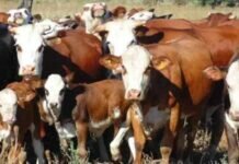 Cómo impacta la sequía en la sanidad de los rodeos SEQUÍA DESTETE PRECOZ