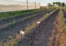 Espárragos: la posibilidad de producirlos en el sur bonaerense