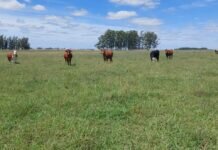 Observatorio Forrajero: ¿cómo está el proyecto impulsado en 2009? Observatorio Forrajero