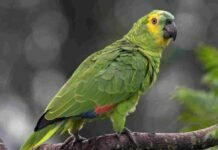 Por la “Gripe del loro” cuatro personas internadas en Santa Fe. De qué se trata GRIPE DEL LORO