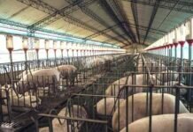 El Senasa recuerda cómo notificar las enfermedades de los porcinos sENASA PORCINOS