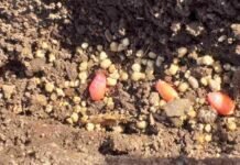 Rizobacter y una nueva alianza para beneficiar a productores que buscan trazar cultivos sustentables Rizobacter