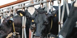 Recalculando: silaje de sojas que no serán granos recalculando silaje de soja