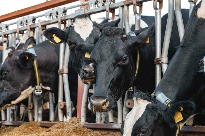Black and white spotty cows on a farm stall recalculando silaje de soja
