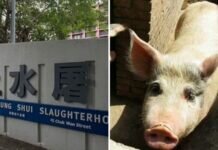 Un cerdo mató al carnicero que lo iba a sacrificar Un cerdo