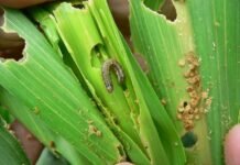 Plagas: alerta por oruga cogollera en maíz tardío y arañuela roja en soja plagas