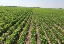 Tras las lluvias la soja de primera mejora según la Bolsa de Comercio de Rosario soja de primera
