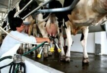 Ya se encuentra abierta la inscripción al Programa Impulso Tambero Impulso tambero