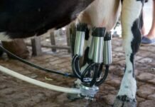 Manejar eficientemente un tambo: para eso está la gestión tambo