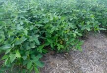 Sequía: el mercado de granos vuelve a sumar prima climática sequía