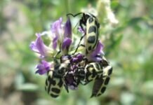 7 de oro: qué es y qué hacer con el ganado, según el INTA siete de oro