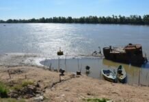 Preocupan los niveles de agroquímicos en sábalos de la cuenca del Paraná Contaminación en el Paraná