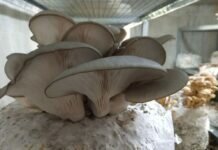 Hongos comestibles: una producción que crece en Tierra del Fuego hongos