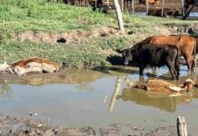 “La situación es más grave de lo que la gente cree”, dice un productor de Salto que por el 7 de Oro, en un día perdió 54 bovinos y ovinos. 7 de Oro