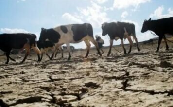 Los ganaderos de Corrientes estiman pérdidas por más de $28.000 millones por la sequía corrientes