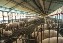 Cómo notificar las enfermedades de los porcinos ante el Senasa Porcinos