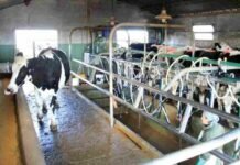 Precio de la leche: presuntos aumentos y presiones del Gobierno leche