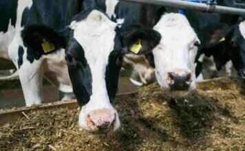 Vacas lecheras: cómo evitar la deficiencia de fibra en condiciones de sequía VACAS LECHERAS