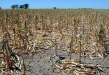 La AFIP fijó las condiciones para que los afectados por la sequía obtengan beneficios fiscales sequía