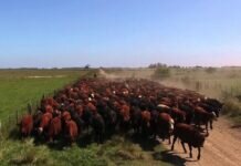 “Pese a la fuerte suba, el precio de la hacienda sigue retrasado”, dice Rosgan