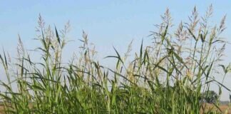 Malezas: identikit y manejo de gramíneas de verano